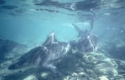 Bullenhaie ueber steinigem Meeresgrund an der Shark b (00003106)