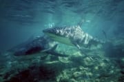 Bullenhaie im Flachwasser (00003115)