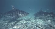 Kleiner Bullenhai weicht einem großen Prachtexemplar (00003117)