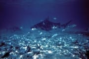 Bullenhaie im Flachwasser (00003121)