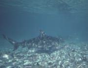 Bullenhaie ueber steinigem Untergrund (00003123)