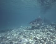 Bullenhaie patrouillieren am Strand (00003124)