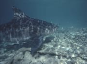 Großer Bullenhai ueber felsigem Meeresgrund (00003128)
