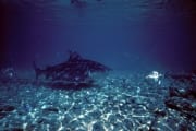 Bullenhai im Flachwasser (00003133)