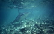 Bullenhai schaut zur Wasseroberflaeche (00003135)
