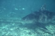 Großer Bullenhai dicht ueber dem Meeresboden (00003155)