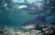 Bullenhai im vom Sturm aufgewuehlten Wasser (00003157)