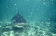 Im aufgewuehlten Wasser kommt ein Bullenhai frontal a (00003217)