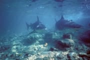 Bullenhaie im Flachwasser (00003218)