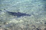 Bullenhai in unmittelbarer Strandnaehe (00007350)