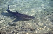 Bullenhai im seichten Wasser am Strand (00007356)