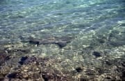 Bullenhai schwimmt ueber felsigen Untergrund im flach (00007359)