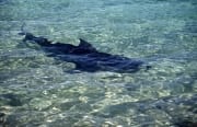 Ein Bullenhai gleitet durch das klare flache Wasser d (00007368)
