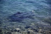 Bullenhaie gleiten durch das klare Wasser am Strand (00007371)
