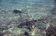 Bullenhaie streben dem Strand zu (00007377)