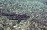 Ein Bullenhai schwimmt ganz nahe am Strand vorbei (00007380)