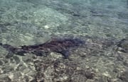 Vom Strand gut erkennbar schwimmt ein Bullenhai vorbe (00007383)