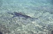 Im knietiefen Wasser schwimmt ein Bullenhai vorbei (00007391)