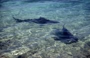 Vom Strand bestens zu beobachten: Bullenhaie (00007408)