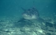 Frontal anschwimmender Bullenhai (00007415)