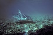 Bullenhai im Flachwasser (00007423)