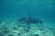 Bullenhai schwimmt zielgerichtet ueber den flachen Me (00007431)