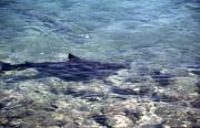 Bullenhaie in unmittelbarer Strandnaehe (00007452)