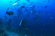 Bullenhai naehert sich dem Taucher (00017623)