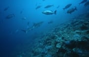 Bullenhai schwimmt zum Shark Reef (00017637)