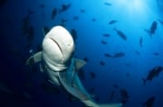 Ausgesprochen fotogen naehert sich ein Bullenhai (00018184)