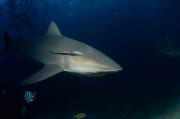 Zielgerichteter Bullenhai am Shark Reef (00018186)