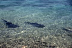 Bullenhaie vom Strand aus beobachtet (00007349)