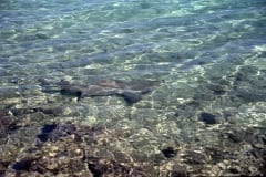 Bullenhai schwimmt ueber felsigen Untergrund im flach (00007359)