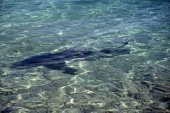 Bullenhai schwimmt im flachen Wasser am Strand (00007360)
