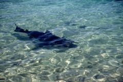 Bullenhai schwimmt auf den Strand zu (00007363)