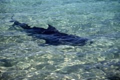 Ein Bullenhai gleitet durch das klare flache Wasser d (00007368)