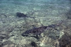 Bullenhaie streben dem Strand zu (00007377)