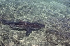 Ein Bullenhai schwimmt ganz nahe am Strand vorbei (00007380)