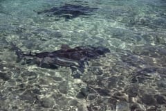 Bullenhaie am Strand (00007388)