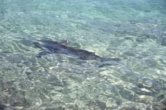 Im knietiefen Wasser schwimmt ein Bullenhai vorbei (00007391)
