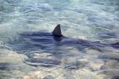 Dreieckige Rueckenflosse eines Bullenhais in Strandna (00007393)
