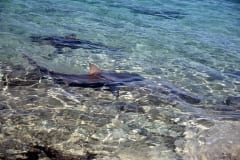 Auffallend leuchtet die Rueckenflosse eines Bullenhai (00007397)