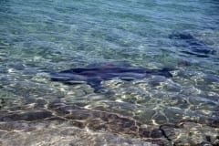 Bullenhaie im unmittelbaren Strandbereich (00007398)
