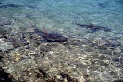 Rueckenflosse und Schwanzflosse eines Bullenhais rage (00007401)