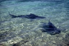 Vom Strand bestens zu beobachten: Bullenhaie (00007408)