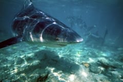 Bullenhai im Flachwasser (00007412)