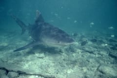 Voller Interesse naehert sich ein Bullenhai (00007414)