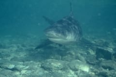 Frontal anschwimmender Bullenhai (00007415)