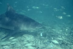 Bullenhai schwimmt inmitten eines Fischschwarms (00007418)