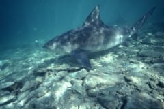 Bullenhai durchstreift den Flachwasserbereich (00007425)